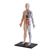                             4D Master - Anatomie člověka - 1/2 těla 33 cm                        