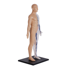                             4D Master - Anatomie člověka - 1/2 těla 33 cm                        