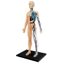                             4D Master - Anatomie člověka - 1/2 těla 33 cm                        