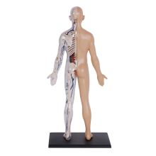                             4D Master - Anatomie člověka - 1/2 těla 33 cm                        