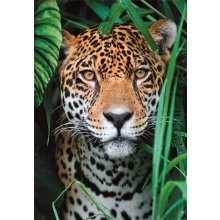                             Clementoni - Puzzle 500Jaguar v džungli Compact                        
