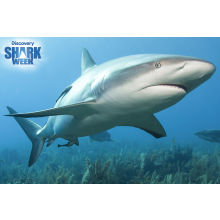                             PRIME 3D PUZZLE - Karibský útesový žralok 150 ks                        