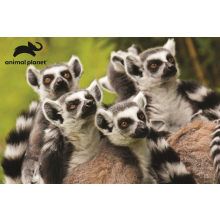                             PRIME 3D PUZZLE - Lemur 150 dílků                        