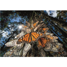                             Clementoni 39732 - Puzzle 1000 Compact  nat geo monarch butterflies                        
