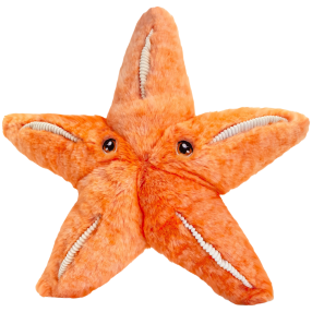 Keeleco Hvězdice 25 cm