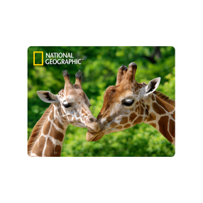 PRIME 3D POHLEDNICE - Žirafa