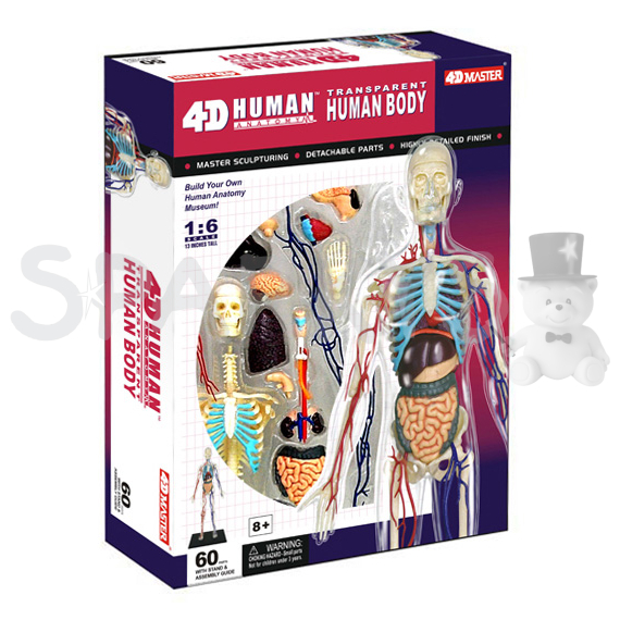 4D Master - Anatomie člověka - Transparentní tělo 33 cm                    