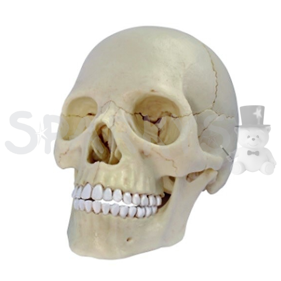 Anatomie člověka - lebka                    