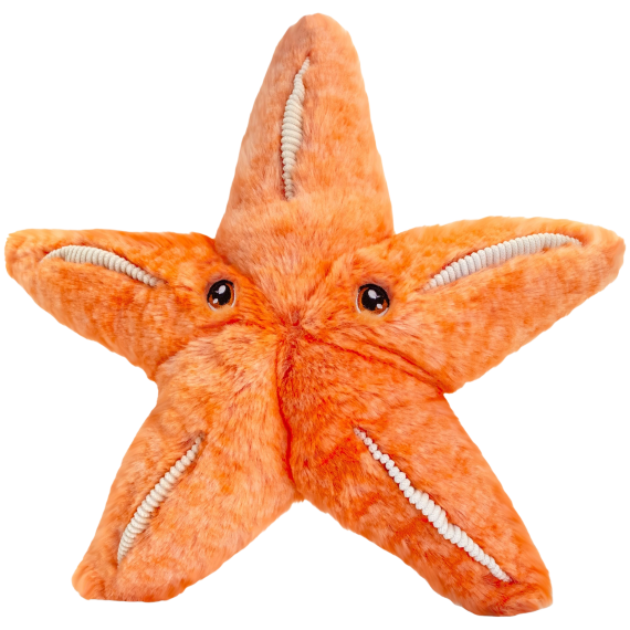 KEEL SE1015 - Mořská hvězdice 25 cm                    
