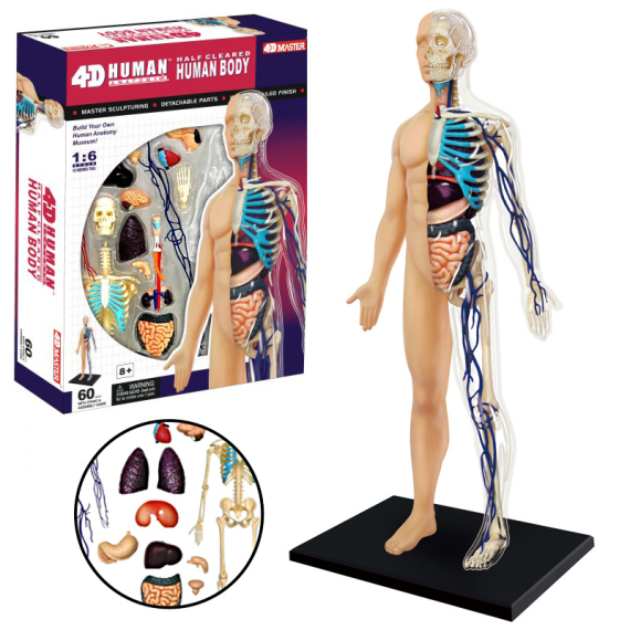 SPARKYS - 4D Master - Anatomie člověka - tělo                    