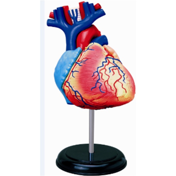 SPARKYS - Anatomie člověka - srdce                    