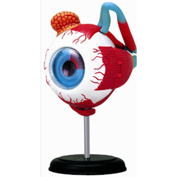 SPARKYS - Anatomie člověka - oko                    